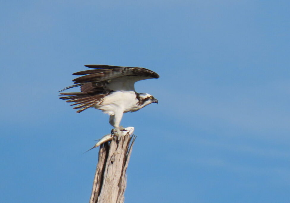 Osprey on Tree with fish resize