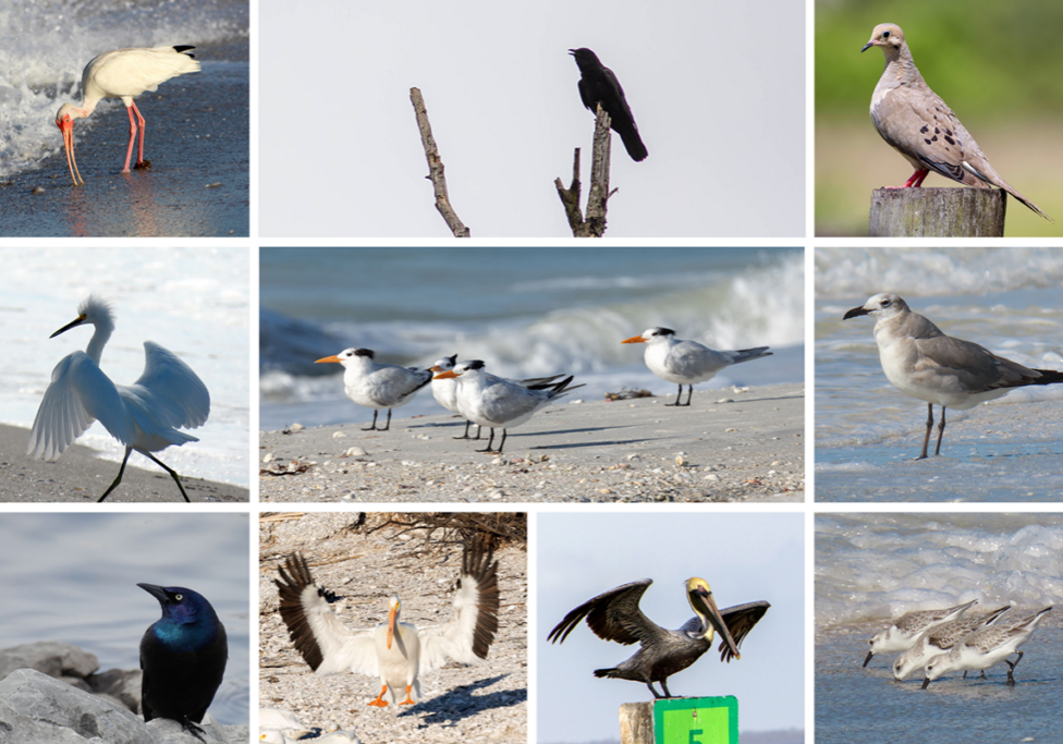 christmas bird count 600 400 web