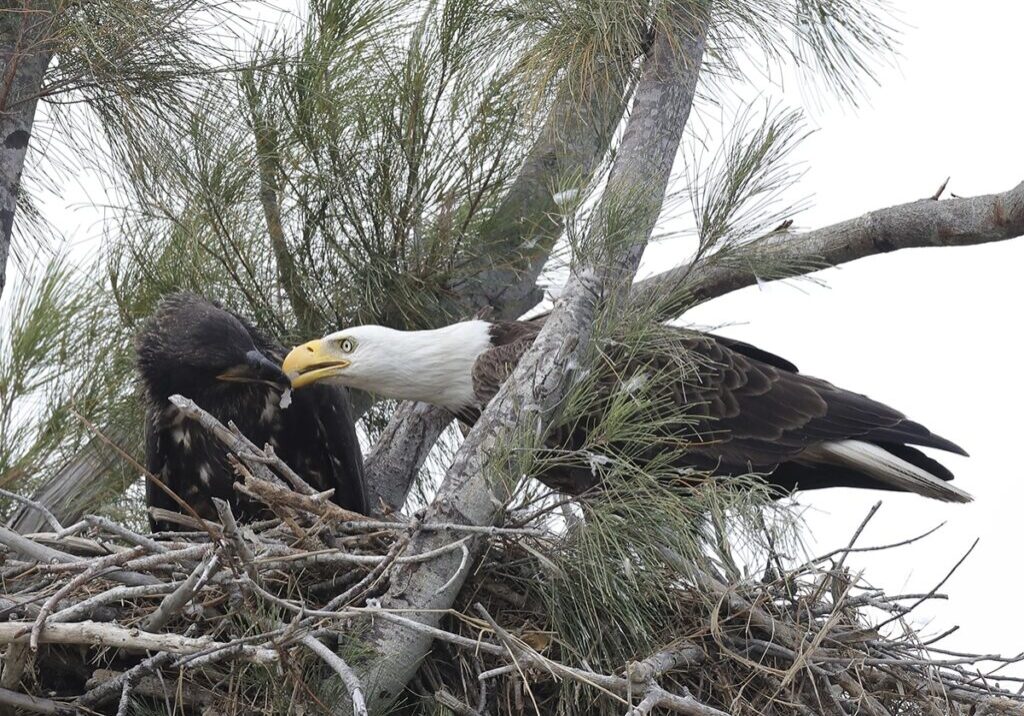 bald eagle adult and fledgling in nest