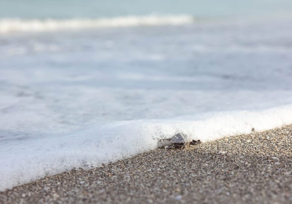 loggerhead hatchling headed to sea on Sanibel Island