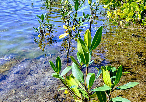 l3xopwgkfipfed1mivhc