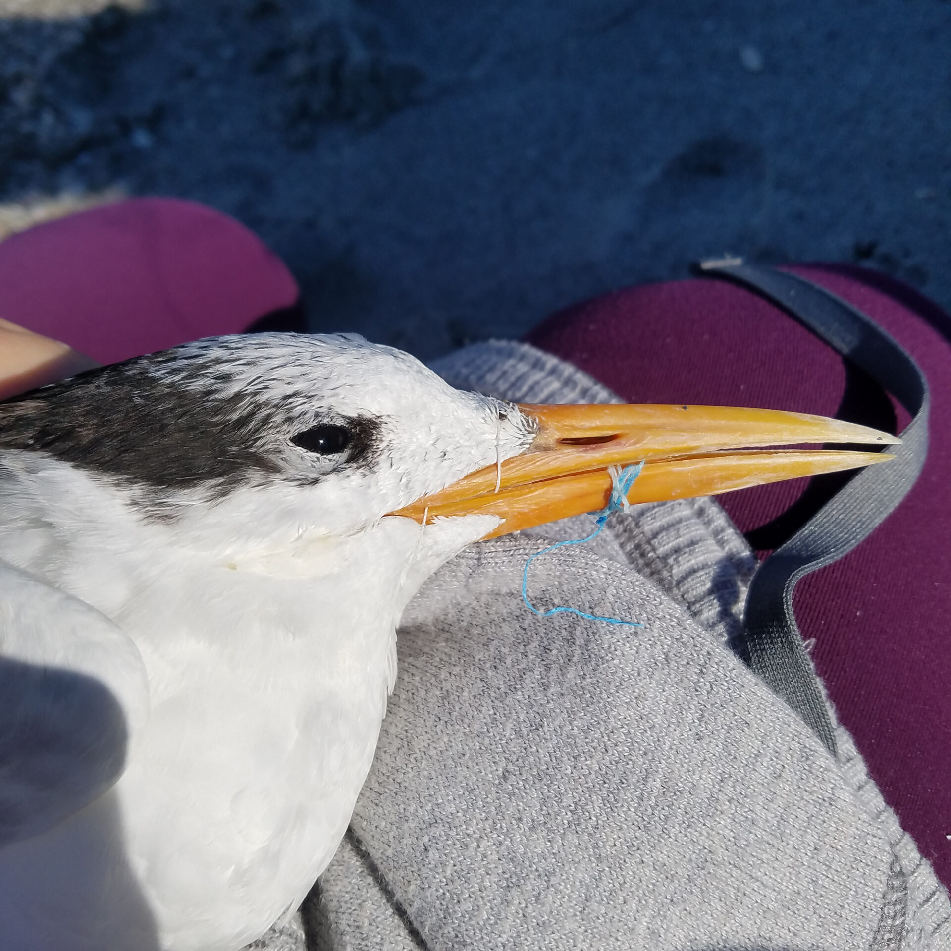 bird tangled in fishing line