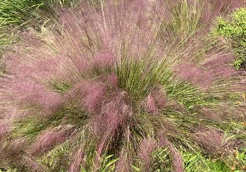muhly grass 2025