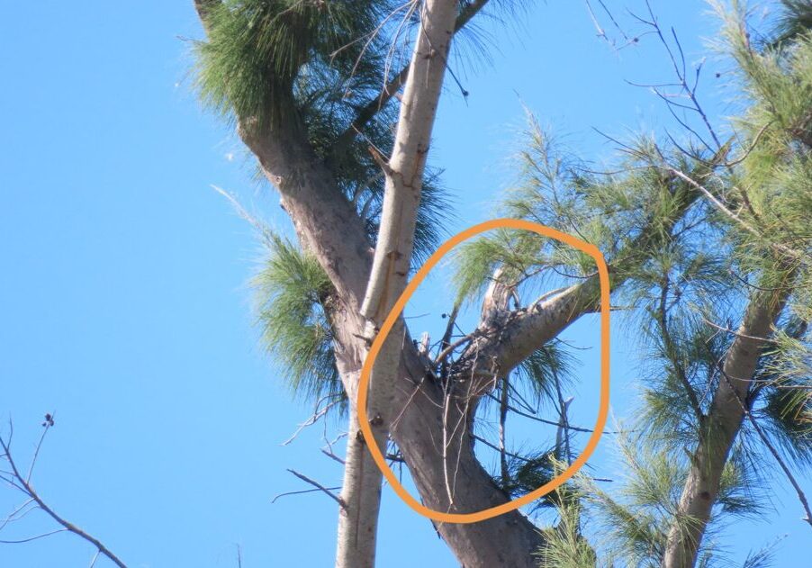 start-of-bald-eagle-nest
