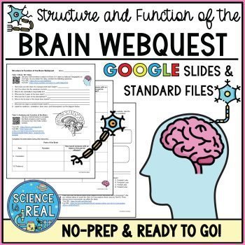 brain webquest