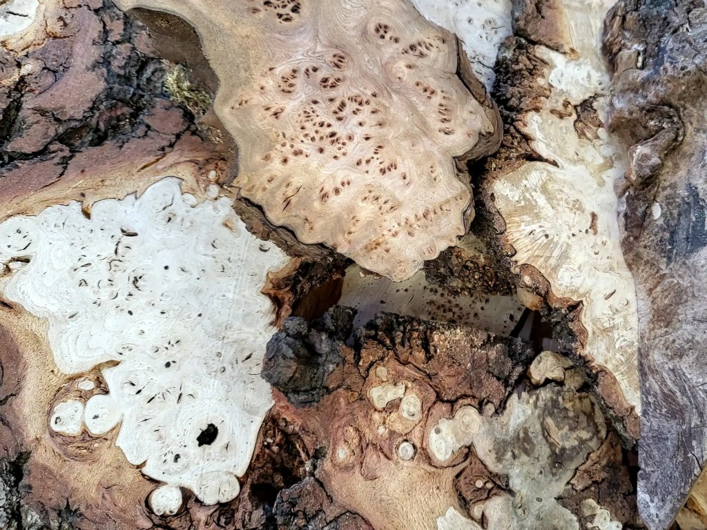 A selection of Scottish elm burrs