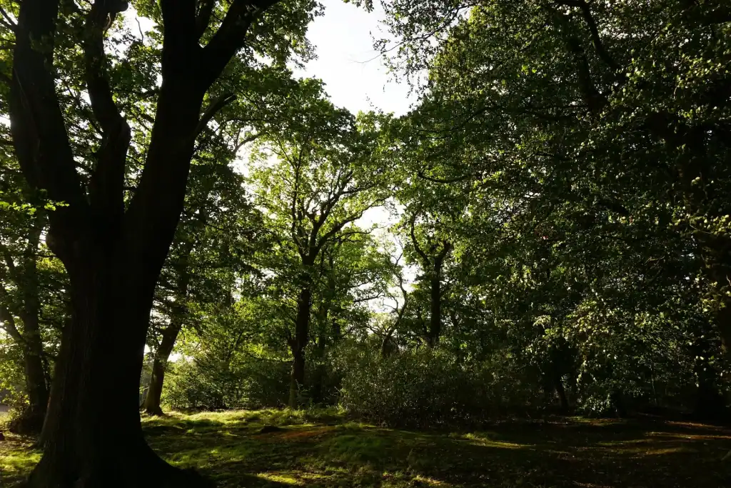 Backlit photo of the Inzievar woods with broadleaf green trees