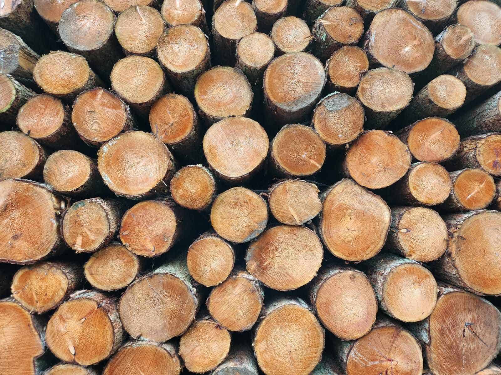 End view of a stack of Scottish Larch logs, waiting sawing at the Scottish Wood sawmill