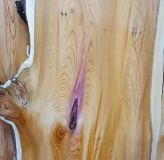 Close up of Scottish Yew board with highly contrasting sapwood and heartwood