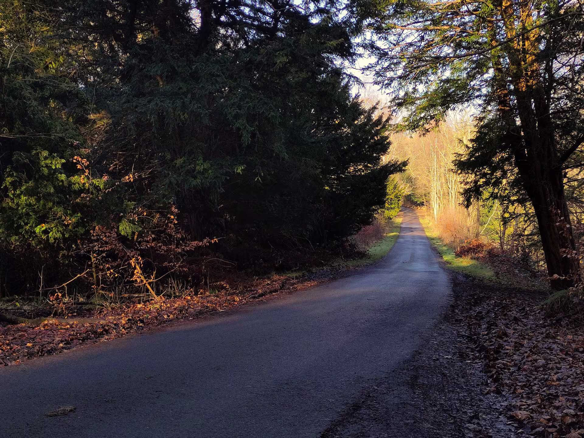 The drive through Inzievar Woods that leads to the Scottish Wood sawmill