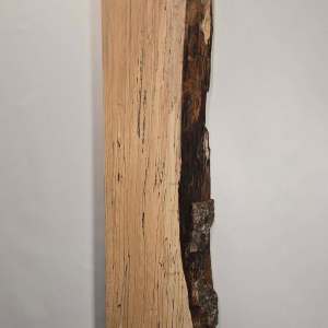 Live edge Spalted Beech
