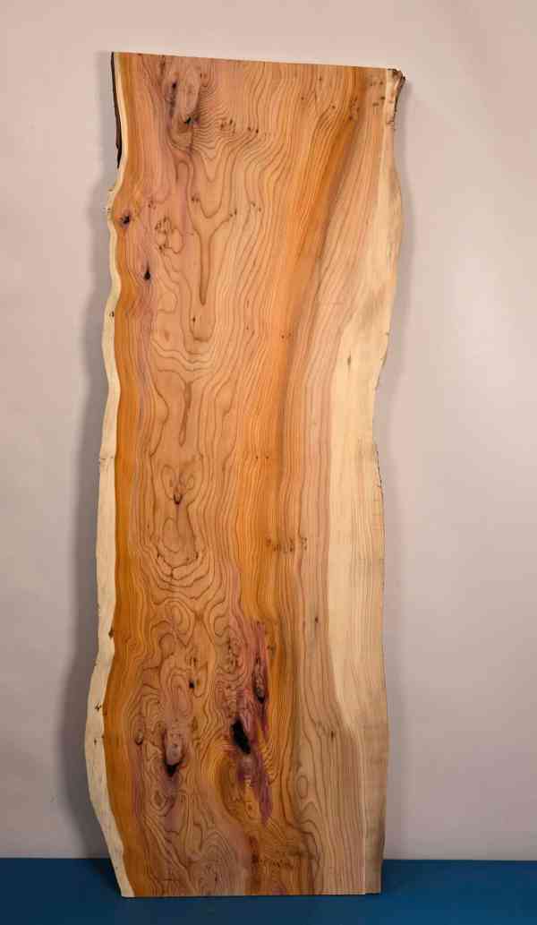 Natural edge Yew
