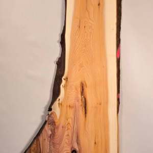 Naturally shaped Yew