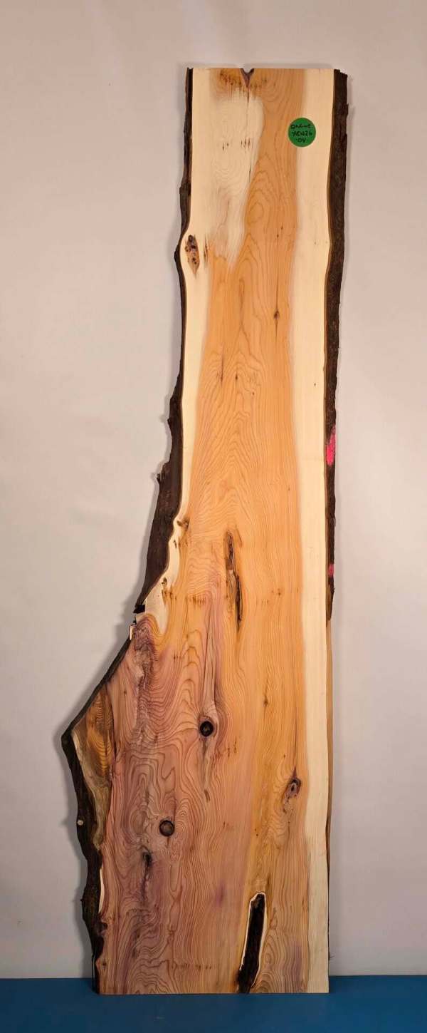Naturally shaped Yew