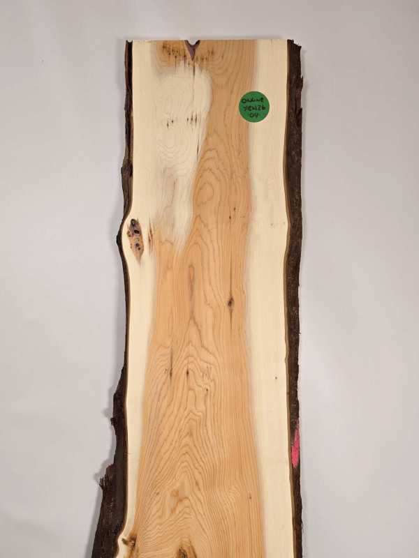 Naturally shaped Yew