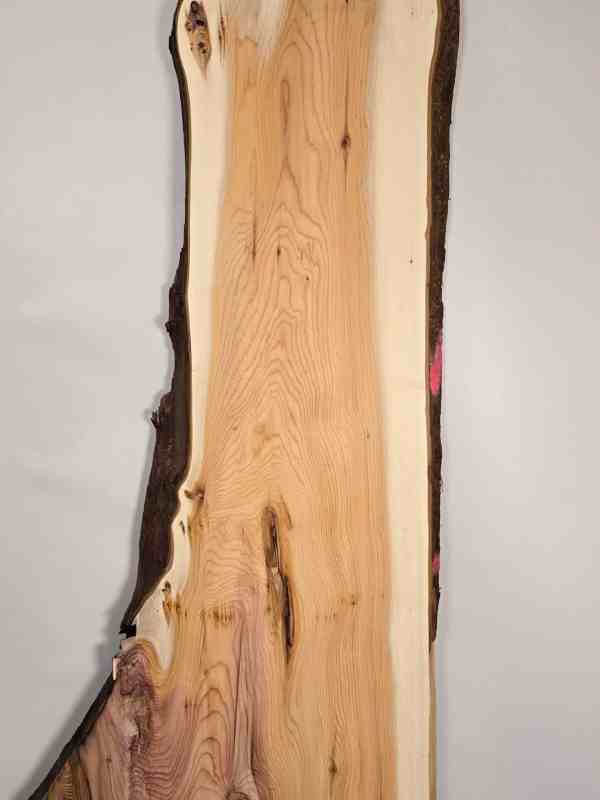 Naturally shaped Yew