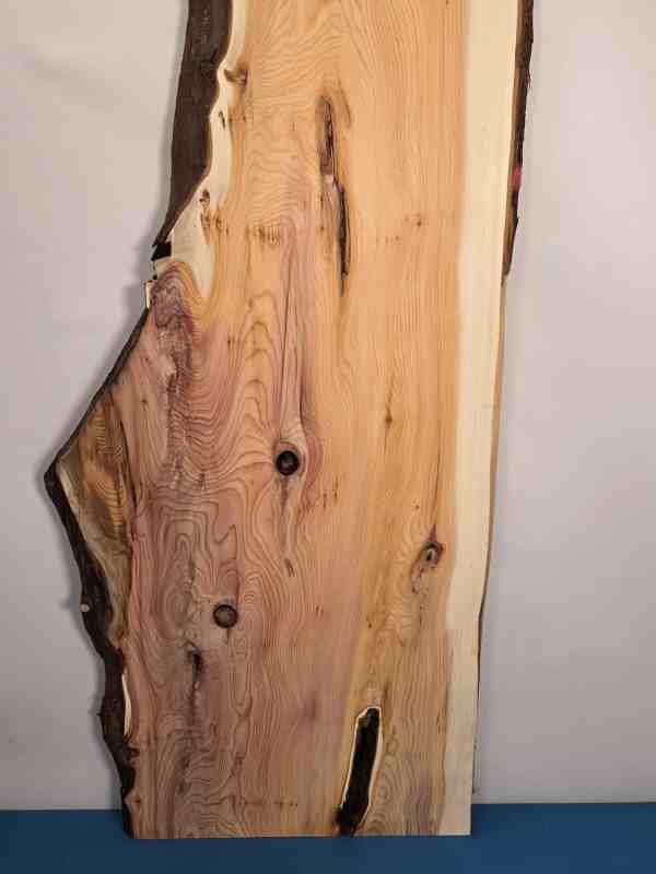 Naturally shaped Yew