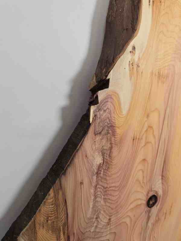 Naturally shaped Yew