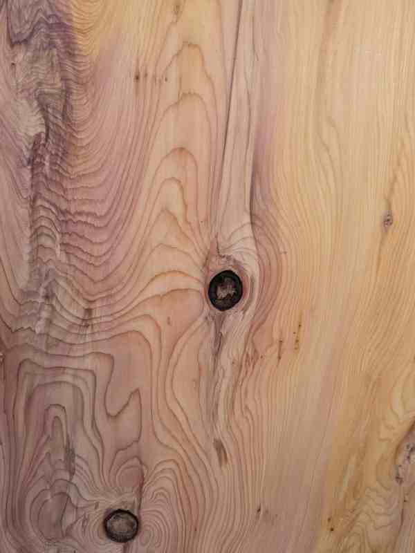 Naturally shaped Yew