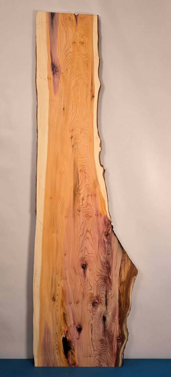 Naturally shaped Yew