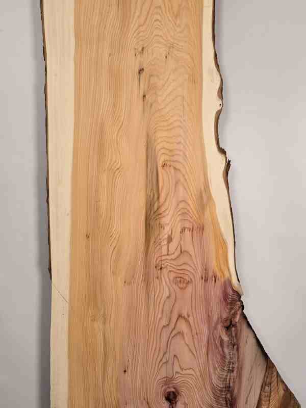 Naturally shaped Yew