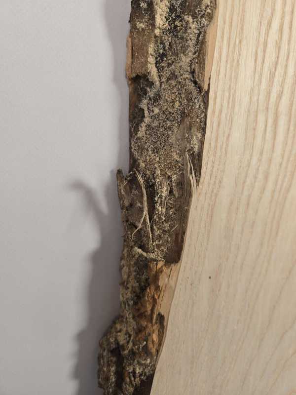 Live edge Ash