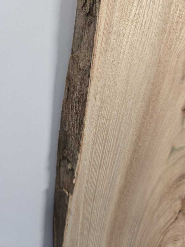 Small Elm Offcut