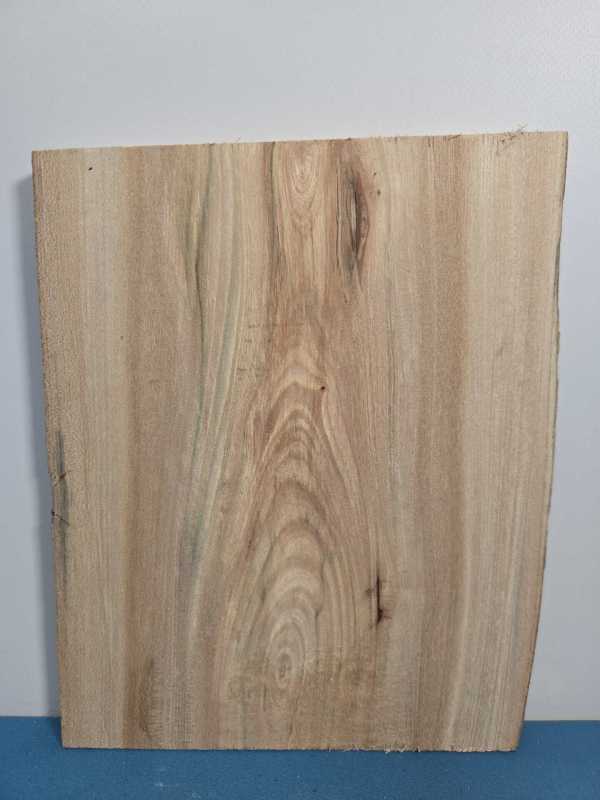 Small Elm Offcut