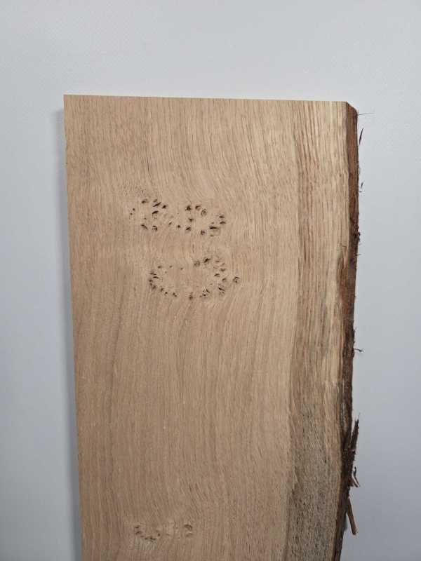 Live Scottish Oak offcut