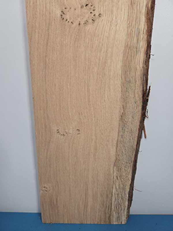 Live Scottish Oak offcut