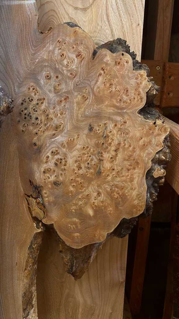 Elm burr on the edge of a waney edge elm board
