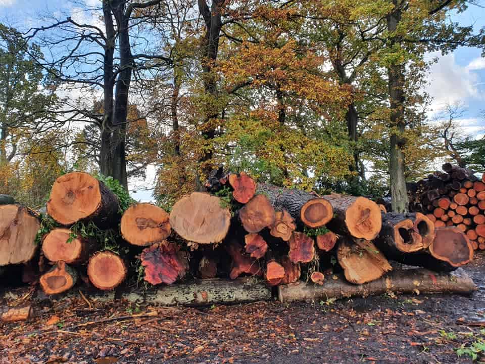 Stack of hardwood logs in the Scottish Wood yard, recently delivered from an urban site clearance
