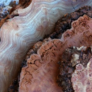 Detail shot of various Scottish Elm burrs showing different colours and grain patterns