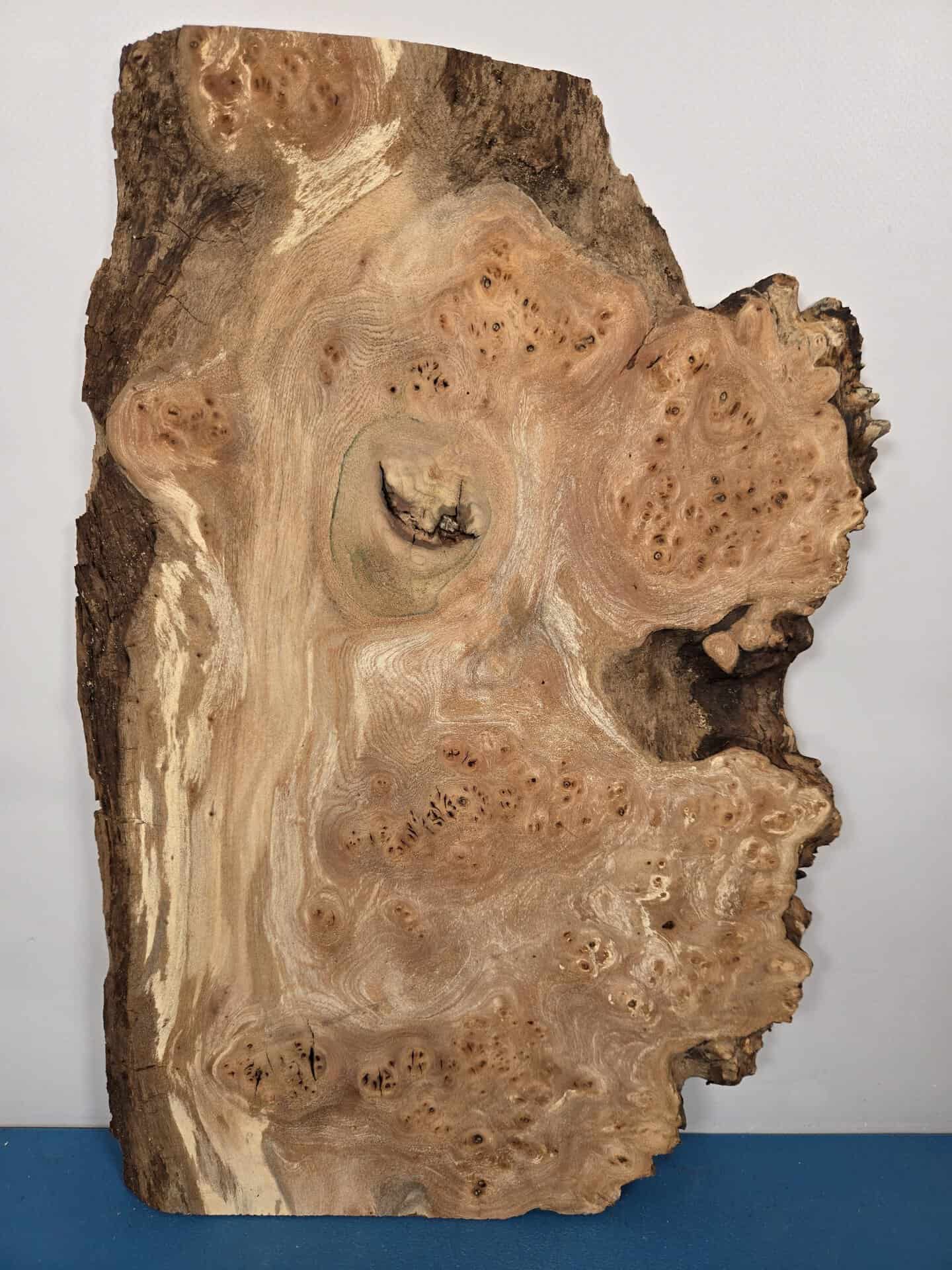 Natural edge Elm Burr