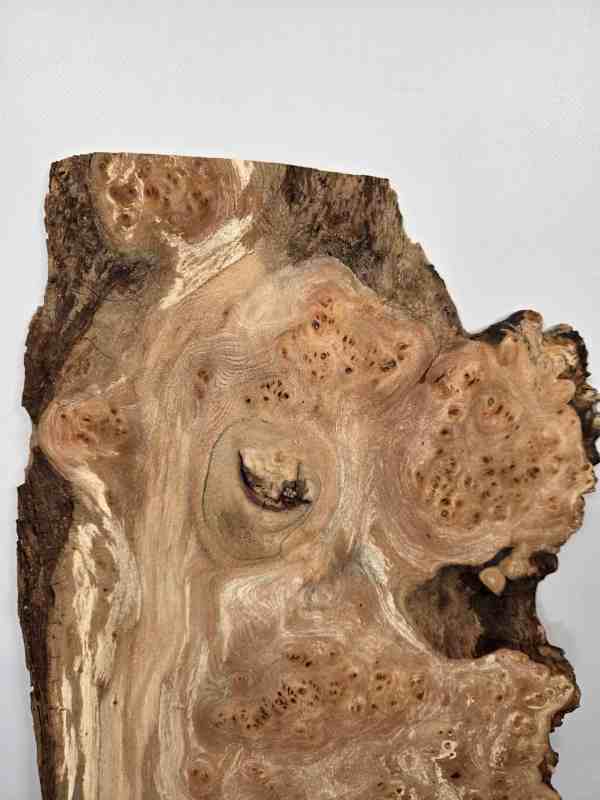 Natural edge Elm Burr