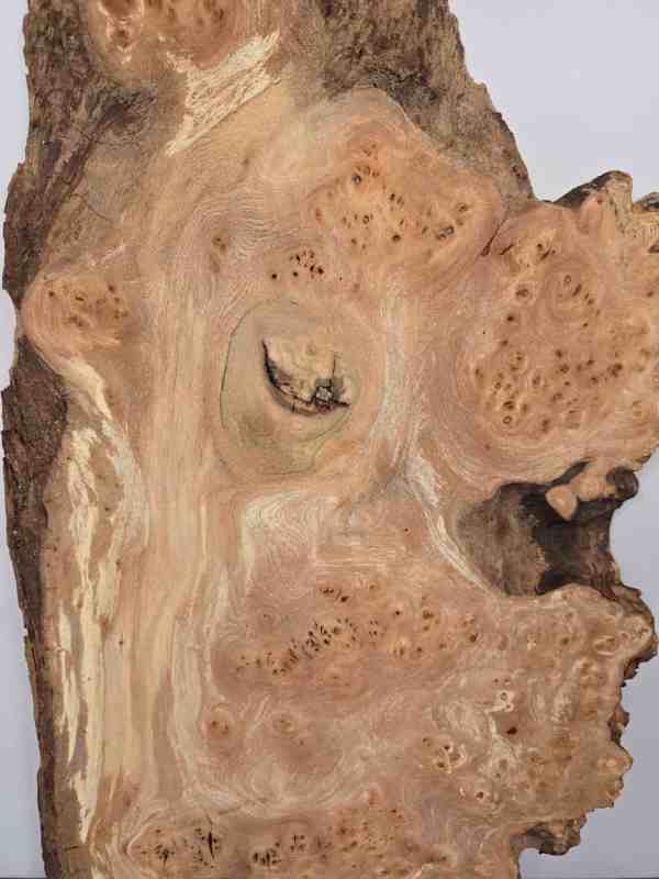Natural edge Elm Burr