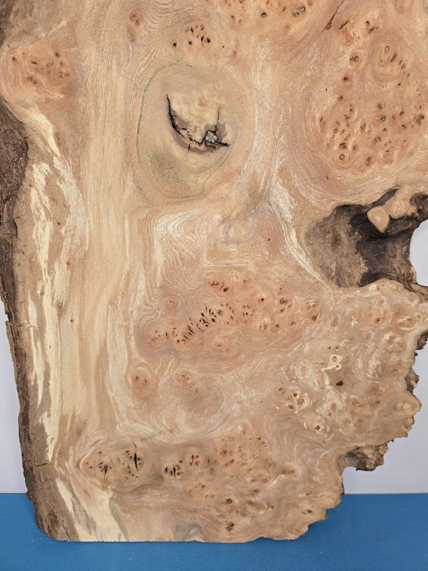 Natural edge Elm Burr - Image 4