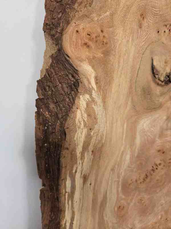Natural edge Elm Burr