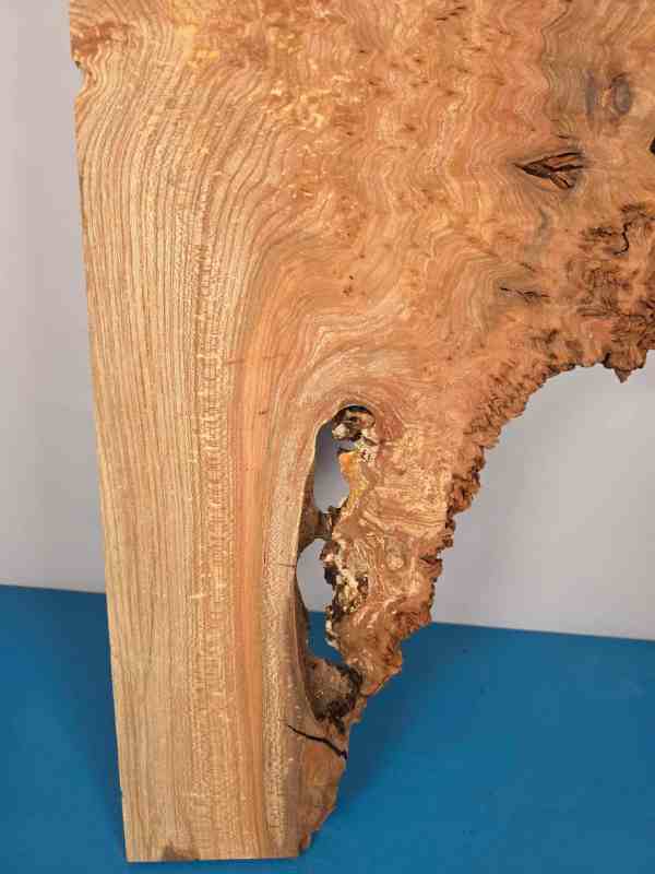 Rustic Burr Elm slice