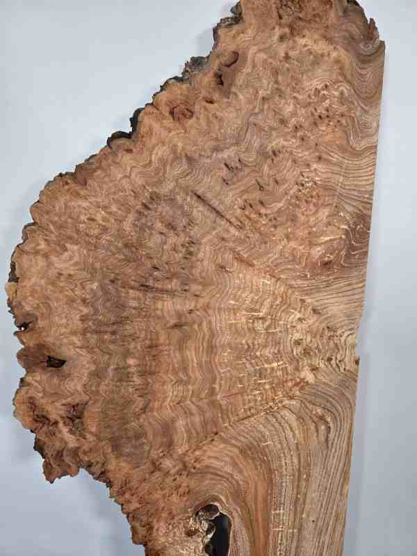 Rustic Burr Elm slice