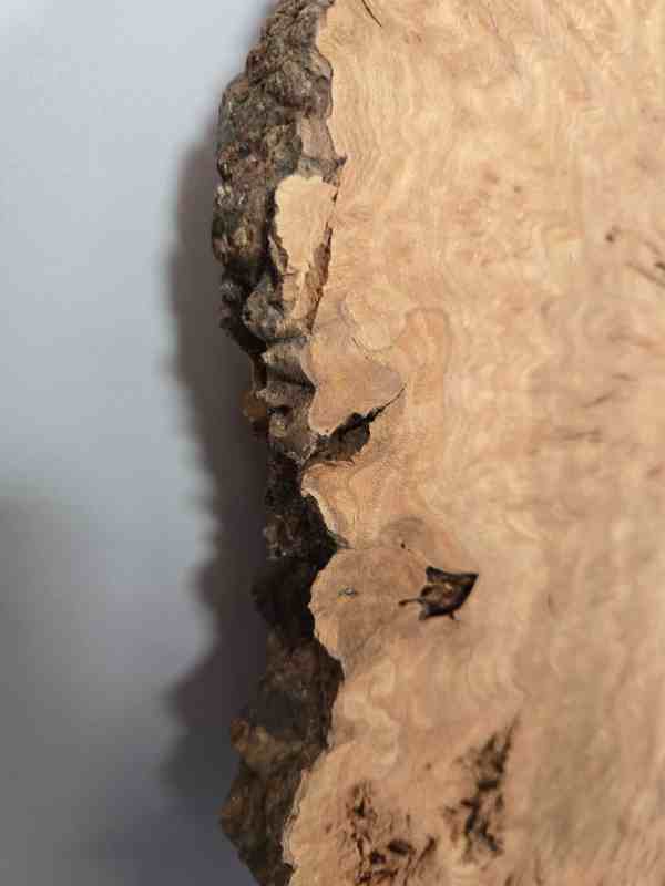 Rustic Burr Elm slice