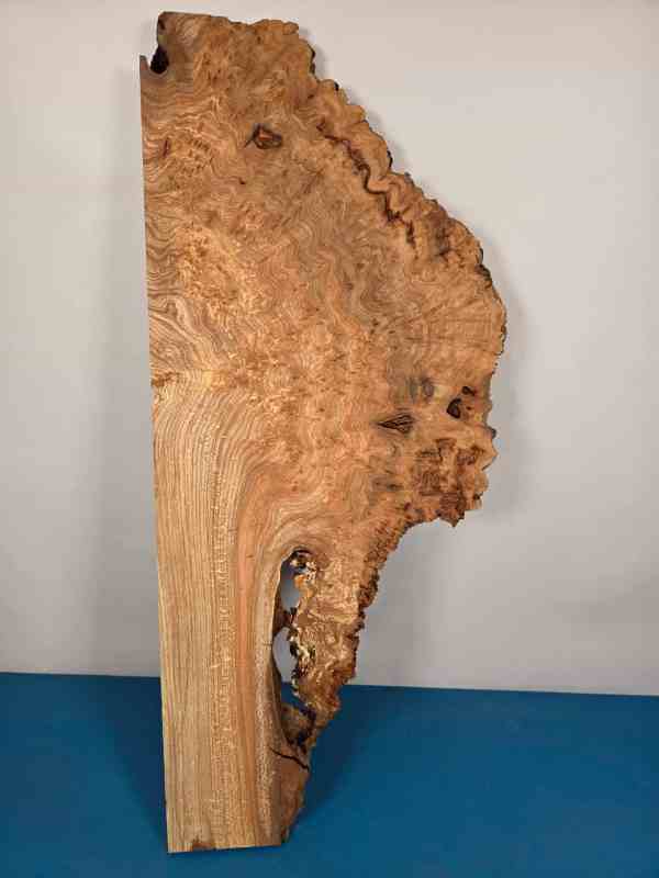 Rustic Burr Elm slice