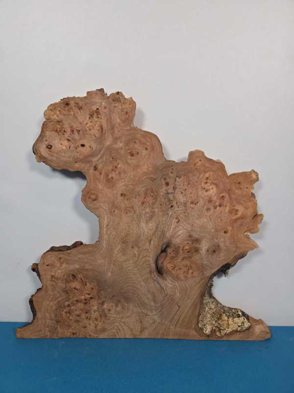 Naturally Shaped Burr Elm