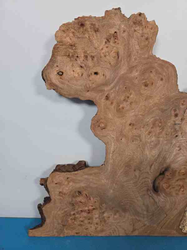 Naturally Shaped Burr Elm