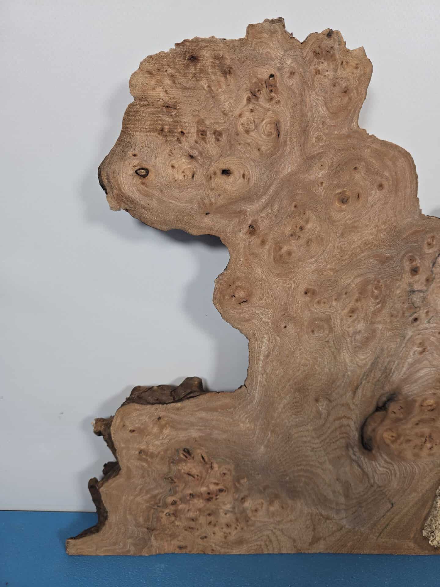 Naturally Shaped Burr Elm - Image 2