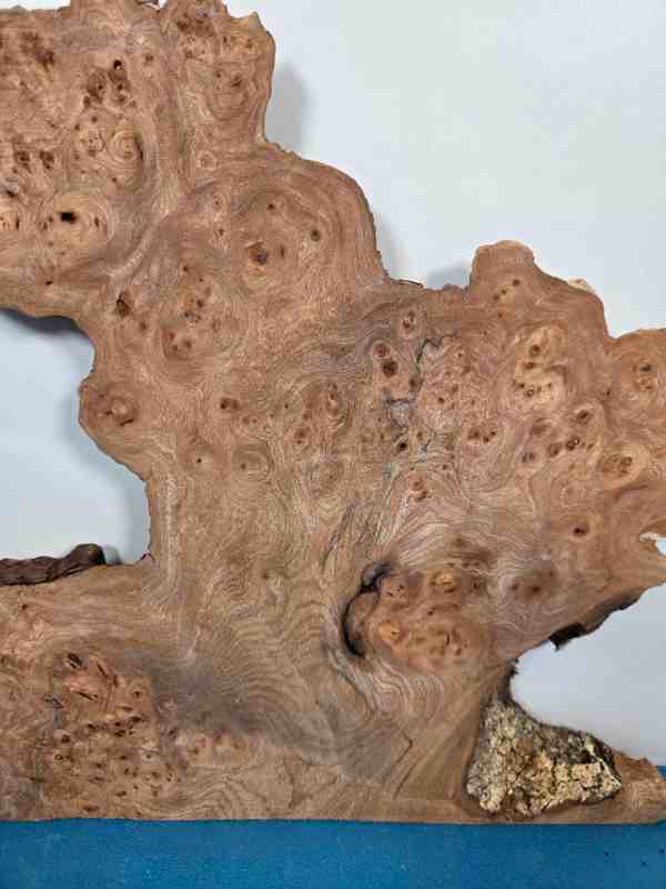 Naturally Shaped Burr Elm