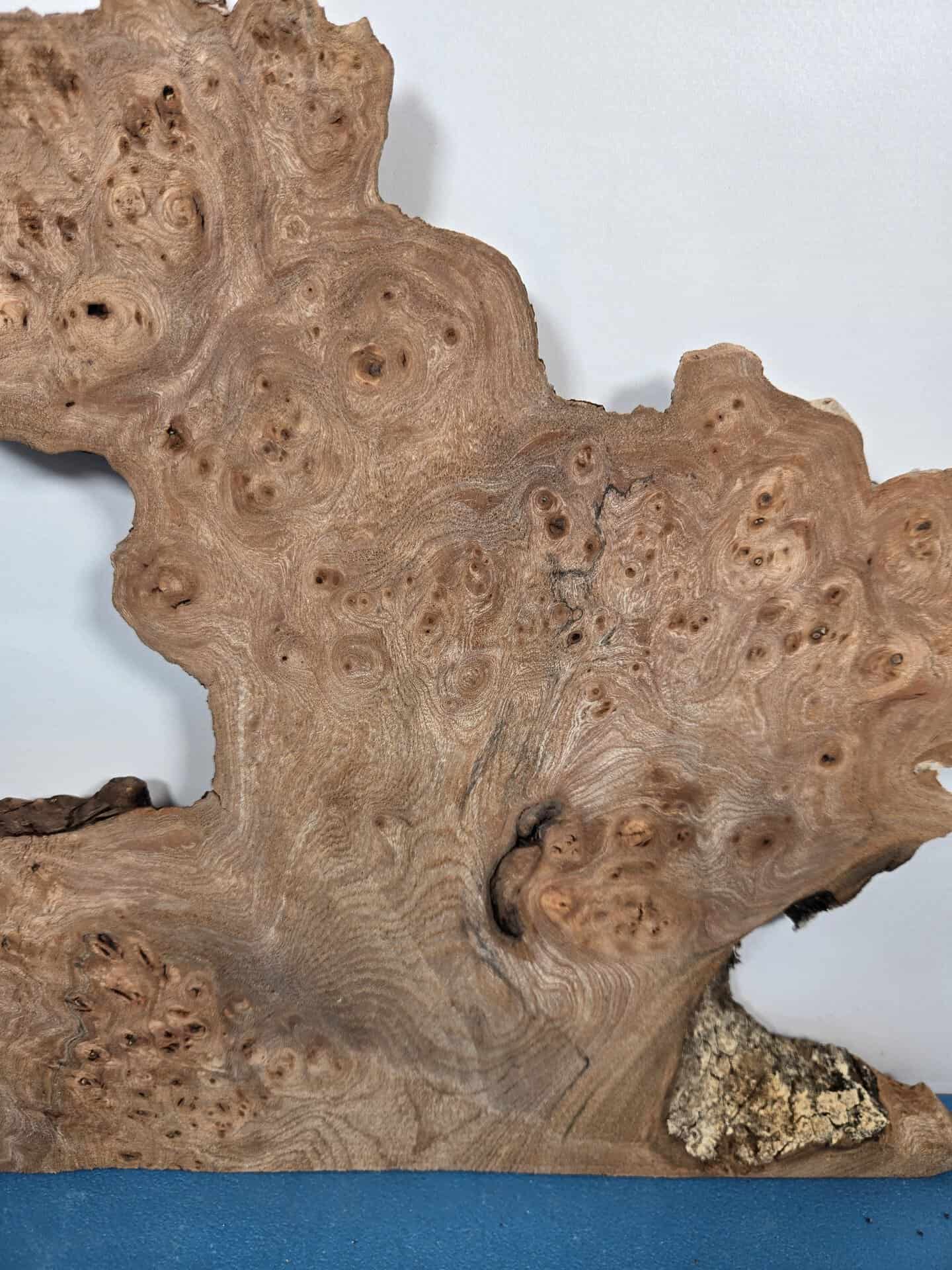 Naturally Shaped Burr Elm - Image 3