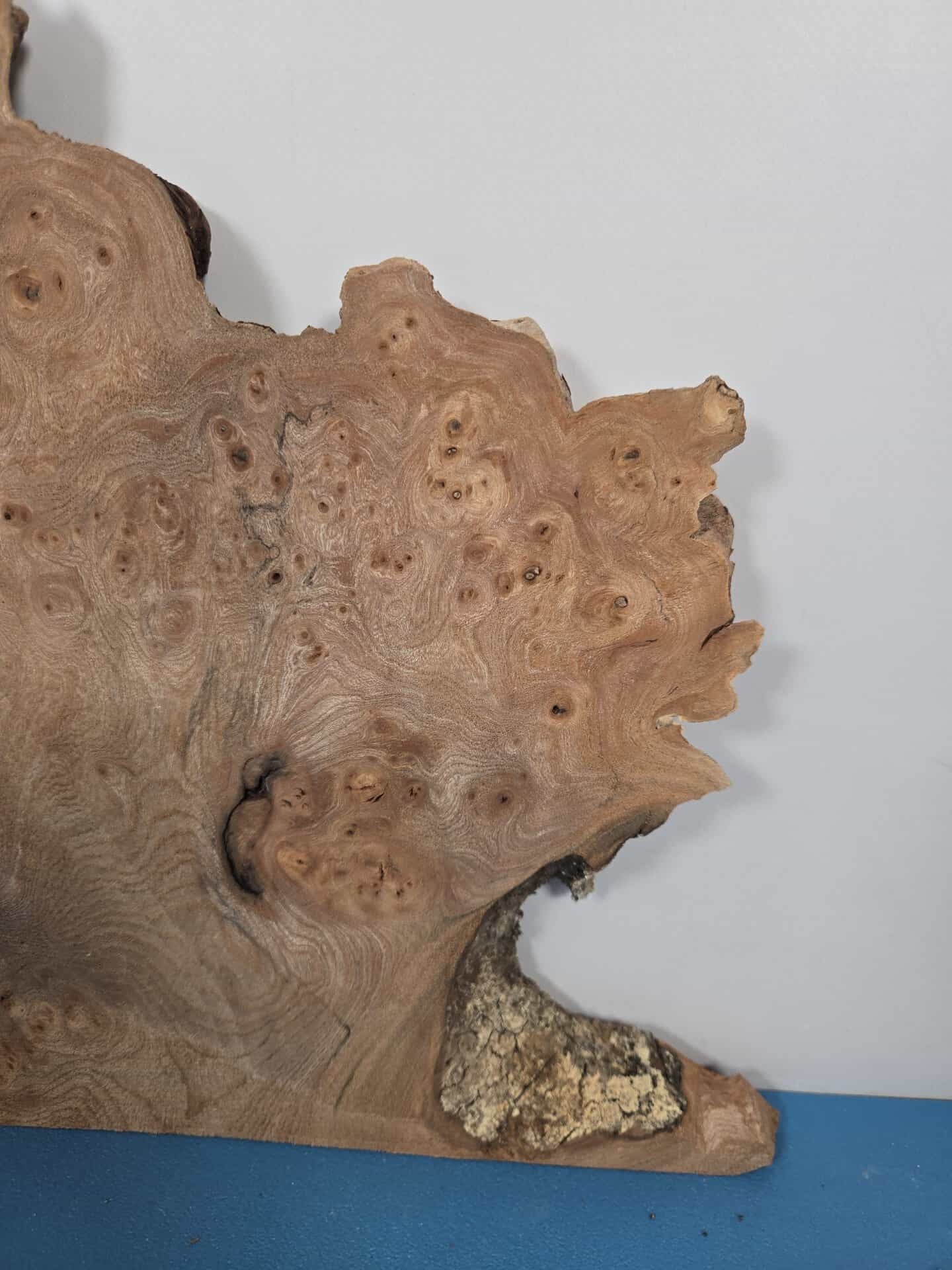 Naturally Shaped Burr Elm - Image 4