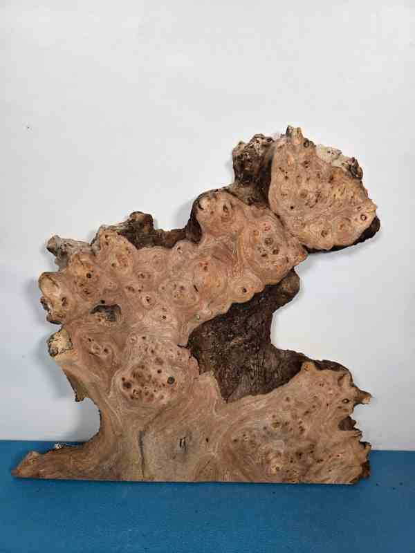 Naturally Shaped Burr Elm