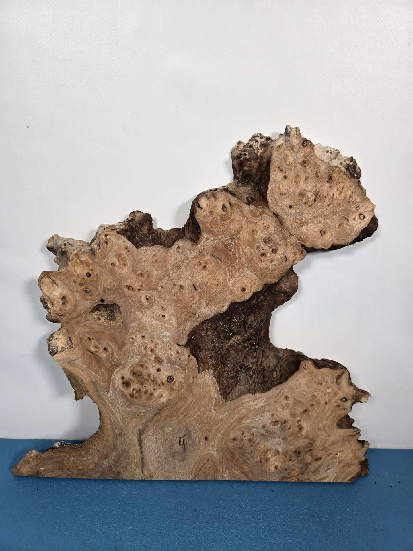 Naturally Shaped Burr Elm - Image 5